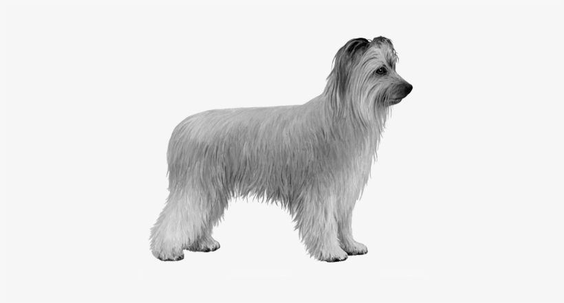 Pyrenean Shepherd - B&w - Pyrenean Shepherd Gray, transparent png #2813507