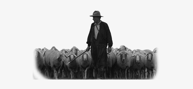 Shepherd Sheep 10 - Shepherd And Sheep, transparent png #2813510