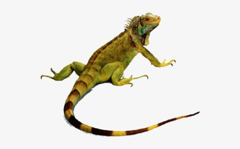 Imagem Sem Fundo - Animals That Crawl Lizard, transparent png #2813561
