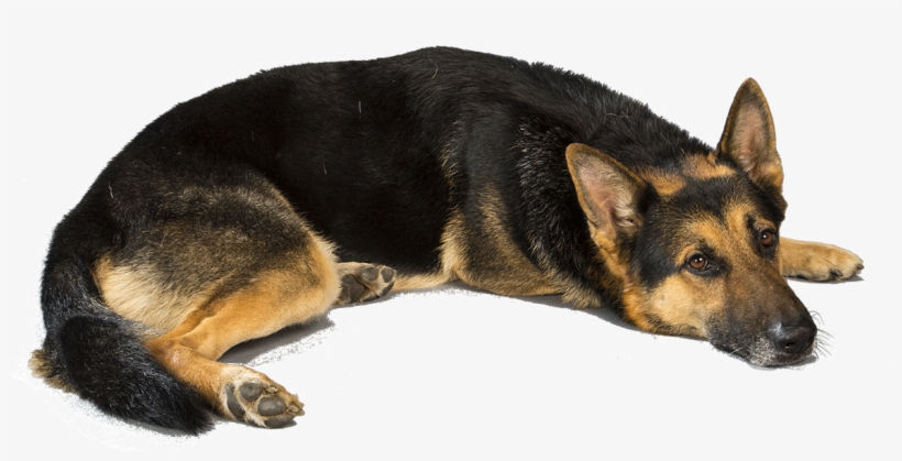 German Shepherd Dog Picture - Love German Shepherd Dogs, transparent png #2813599