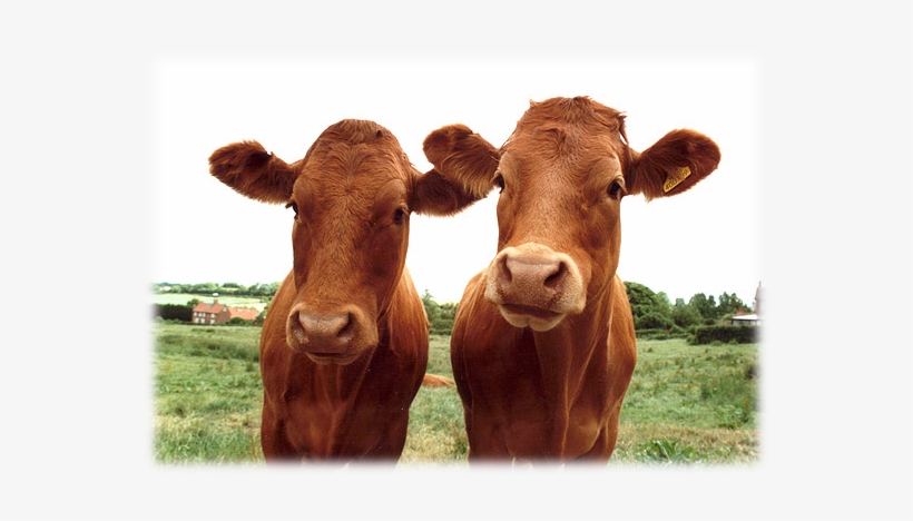 Large Animal Department - Animal, transparent png #2814779