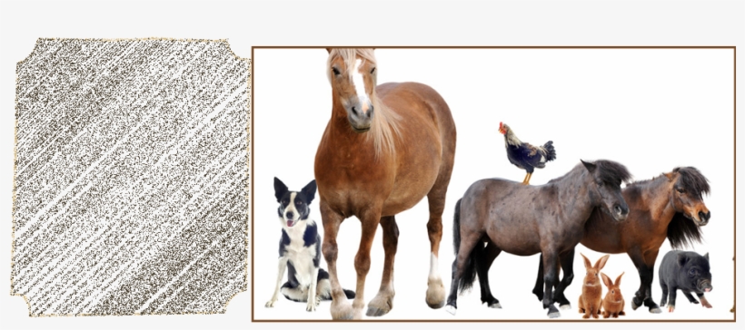 You'll Be Able To Keep Your Farm Animals On Schedule - Farm Animals Lined Up, transparent png #2814874