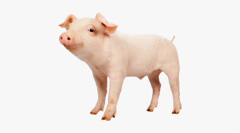 Domestic Pig, transparent png #2815050