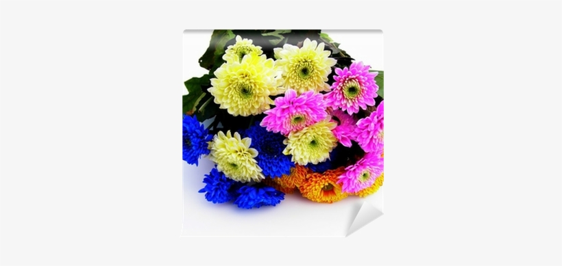 Barberton Daisy, transparent png #2815077