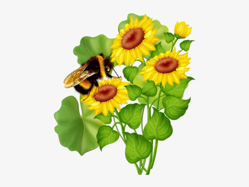 Sunflower, transparent png #2815106