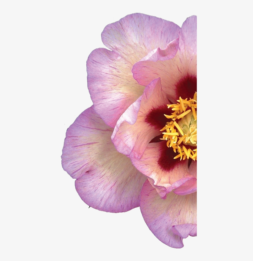 Valleybrook Gardens Ltd, transparent png #2815137
