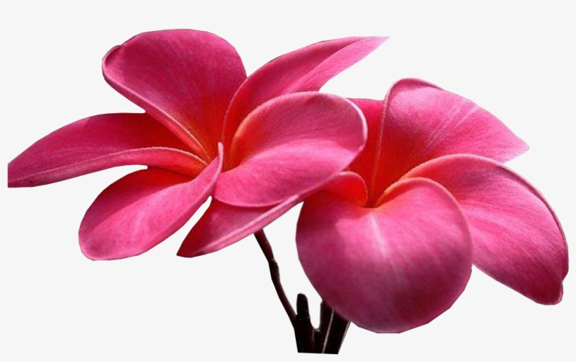 Colorful-flowers - Sweet Picture Of Flower, transparent png #2815198