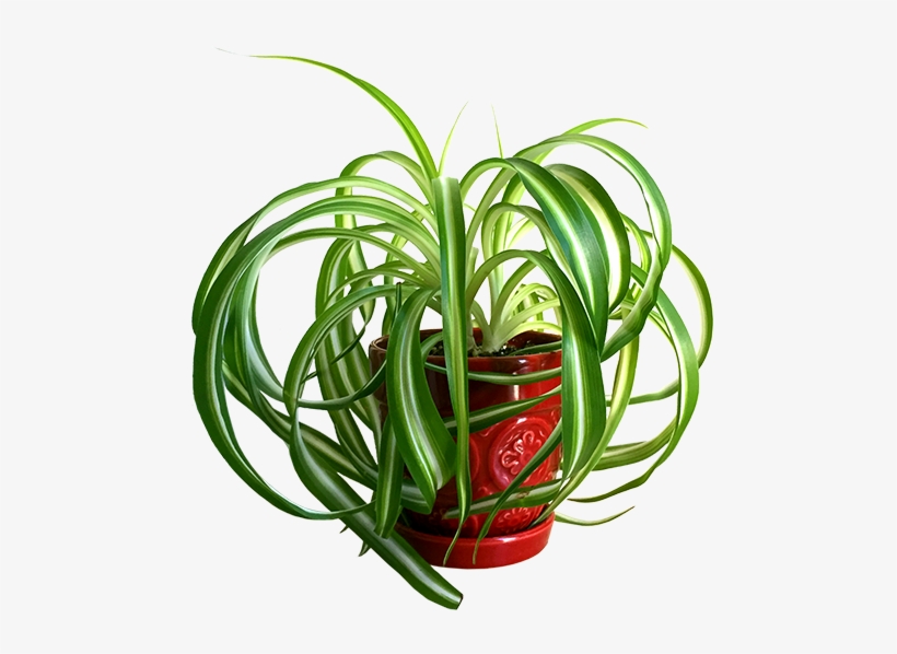 Here's A Spider Plant To Purify The Atmosphere Of Your - Spider Plant Transparent Background, transparent png #2815719
