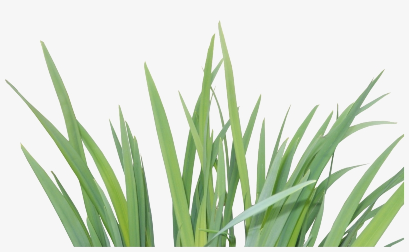 Plants, transparent png #2815794