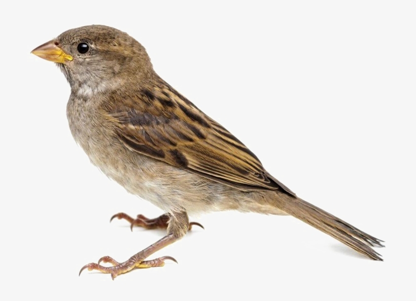 Sparrow Png Image Background - Sparrow Png, transparent png #2816542