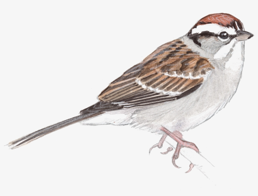 Sparrow Png Transparent Image - Drawing Of A Sparrow, transparent png #2816642