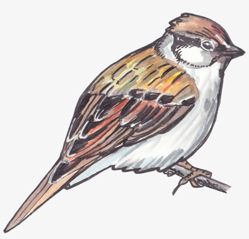 Sparrow Png Clipart - Bird, transparent png #2816664