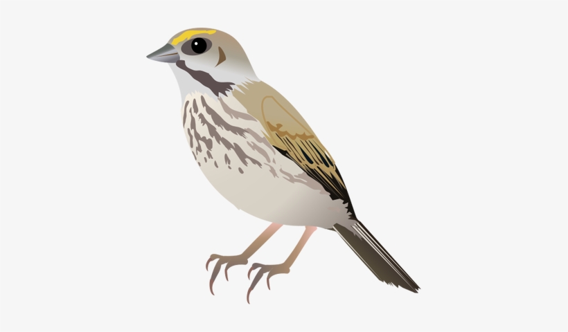 Sparrow Png - Drawing Of Seaside Sparrow, transparent png #2816706