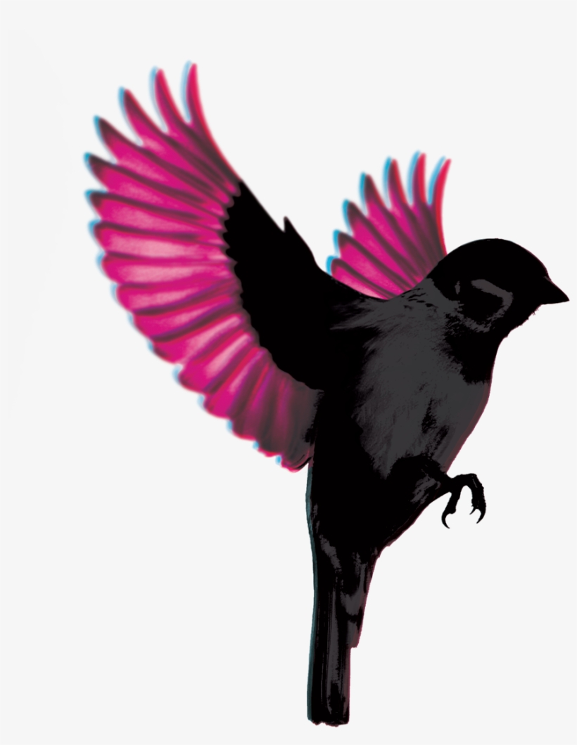 New Dates Announced - Jump Little Children Sparrow, transparent png #2816931