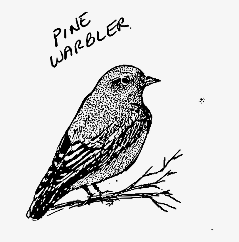 House Sparrow Bird Finches Lark - Bird Line Art, transparent png #2817162