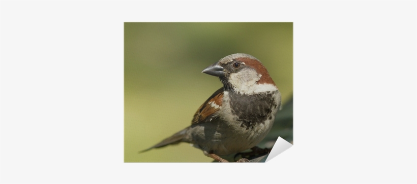 House Sparrow, transparent png #2817180