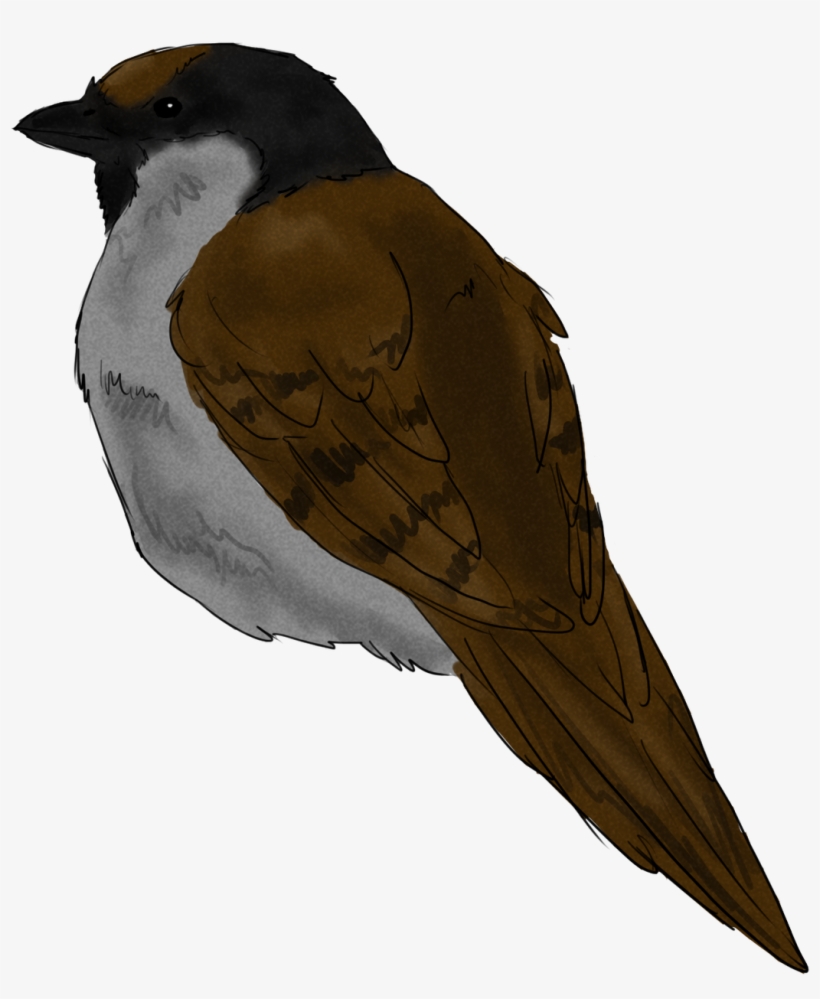 Sparrow Sketch - Swallow, transparent png #2817226