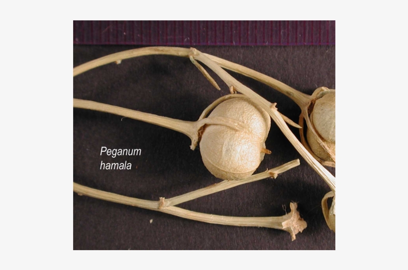 Thursday, July 28, - Twig, transparent png #2819352