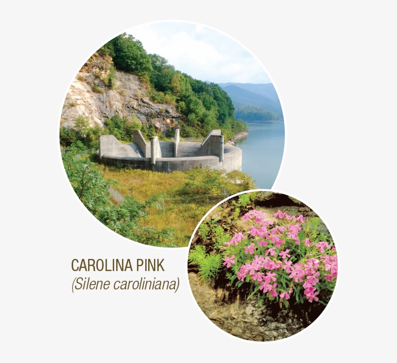 Super Swims - Tennessee Valley Authority, transparent png #2819953