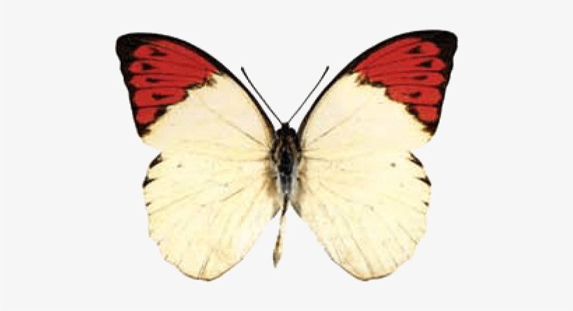 Butterfly House At Put In Bay - Orange Tip Butterfly Transparent, transparent png #2823393