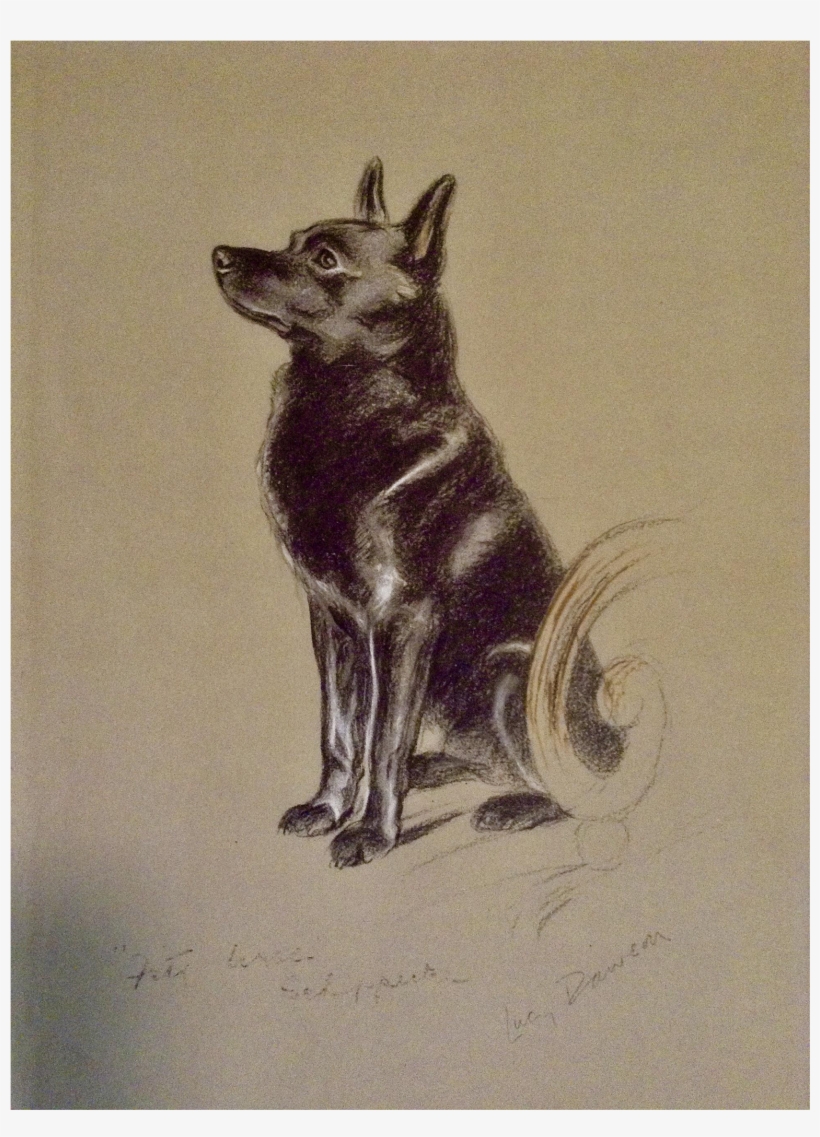 1930's-1940's Lucy Dawson, Schipperke Named Peter Framed - Schipperke In Art, transparent png #2824783