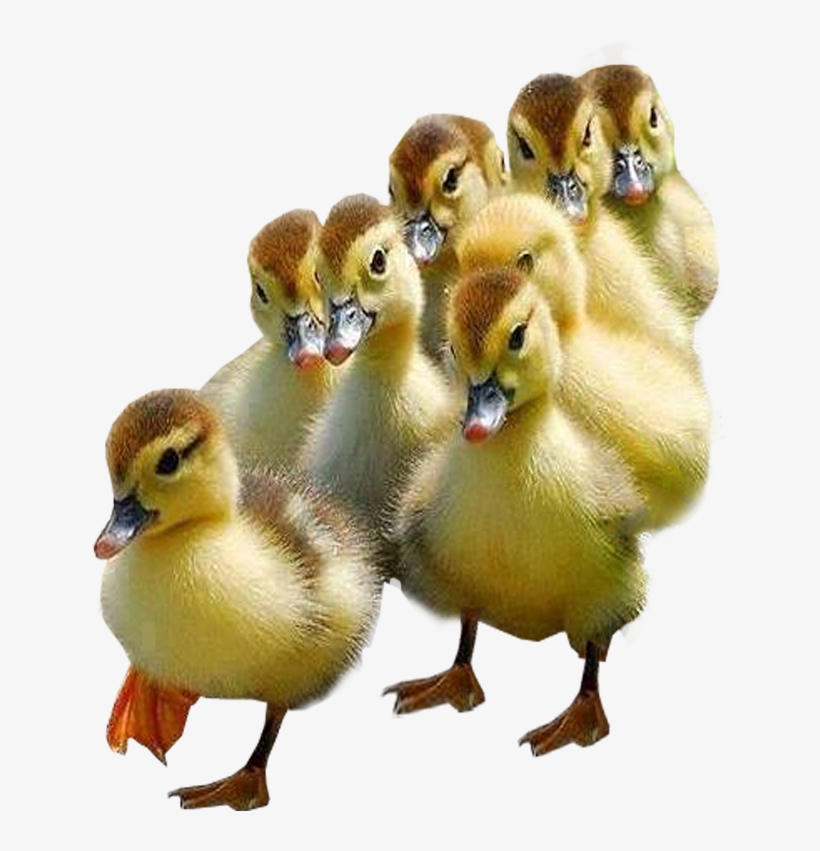 Ducks Transparent, transparent png #2824930