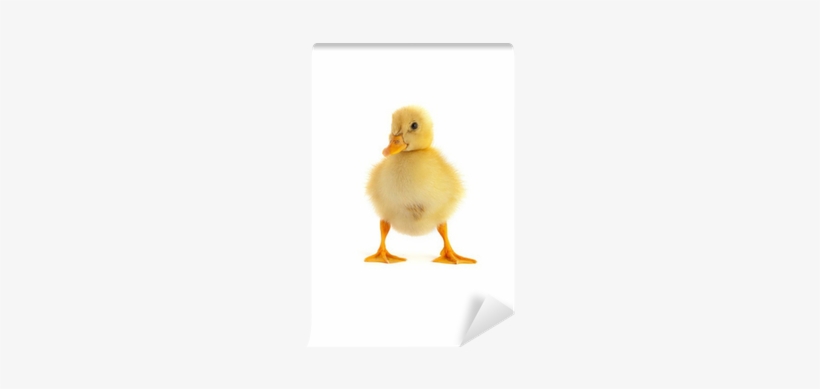 Yellow, transparent png #2825676