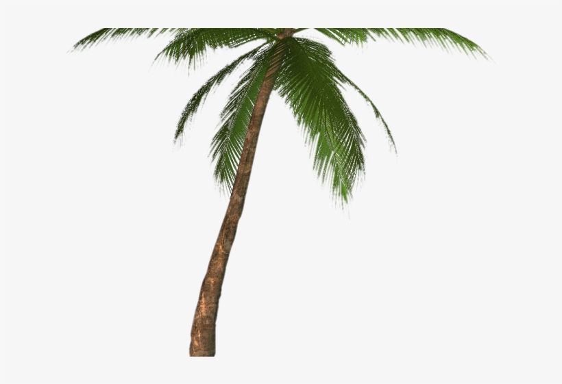 Palm Tree Png Transparent Images - Palm Tree Png Transparent, transparent png #2826406