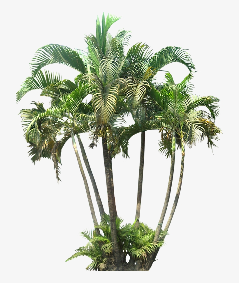 Google Search Palm Tree Png, Plant Images, Tree Images, - Palm Tree For Photoshop, transparent png #2826436