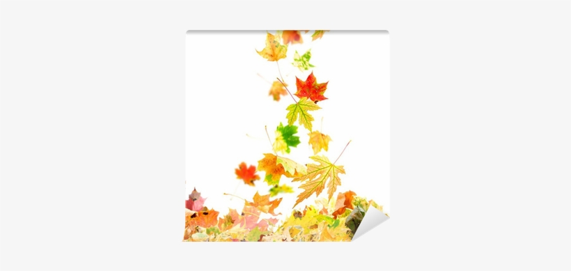 Colorful Autumn Leaves Falling To The Ground Wall Mural - Falling Maple Leaves, transparent png #2827321