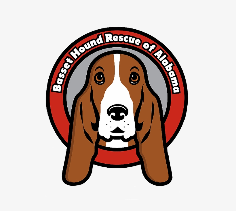 Basset Hounds, transparent png #2828827