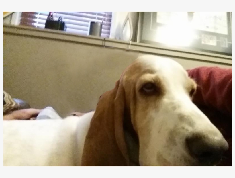 Basset Hound, transparent png #2829231