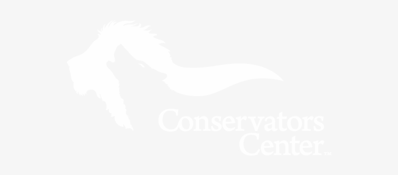 Striking African Lion Cub Tooth Replica Pendant, transparent png #2829313