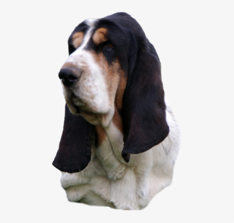 Basset Hound Head Study, Black Nose Sailor Maintain - Basset Hound, transparent png #2829398