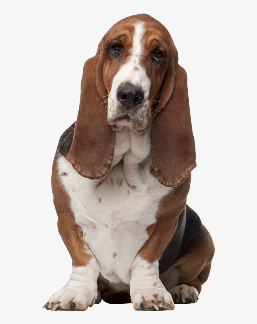 Basset Hound, transparent png #2829399