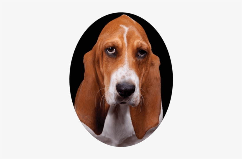 Basset Hound Framed In An Oval Nail Art Decals - Dog With Sad Face, transparent png #2829419