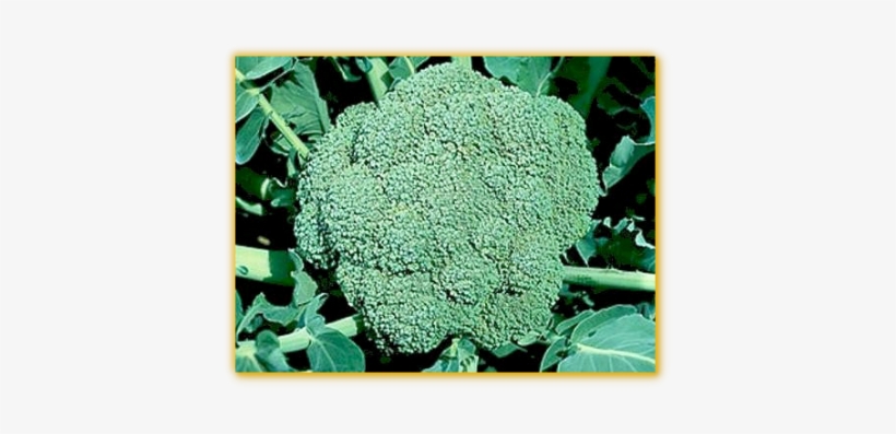 Broccoli Waltham - Everwilde Farms Waltham 29 Broccoli Seeds, transparent png #2832154