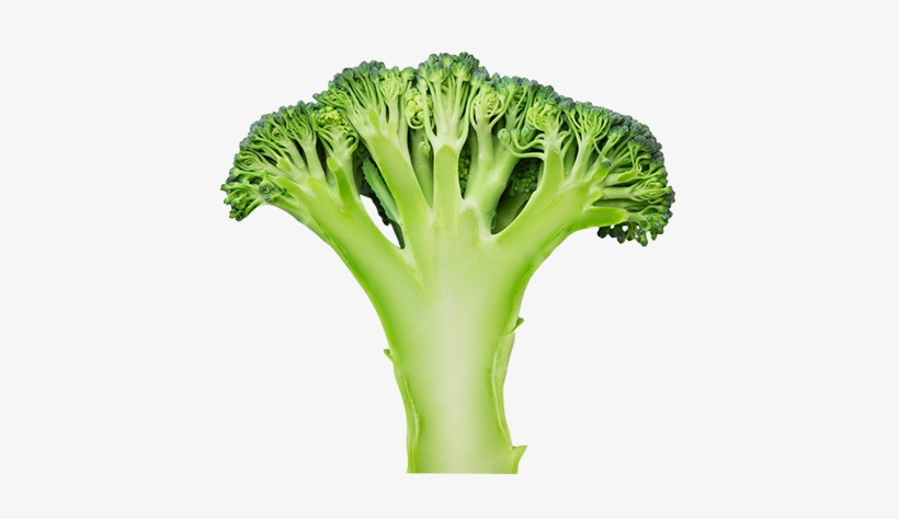 Nutritionals Values - Broccoli, transparent png #2832453