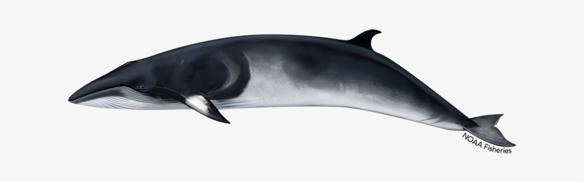 Minke Whale, transparent png #2832743