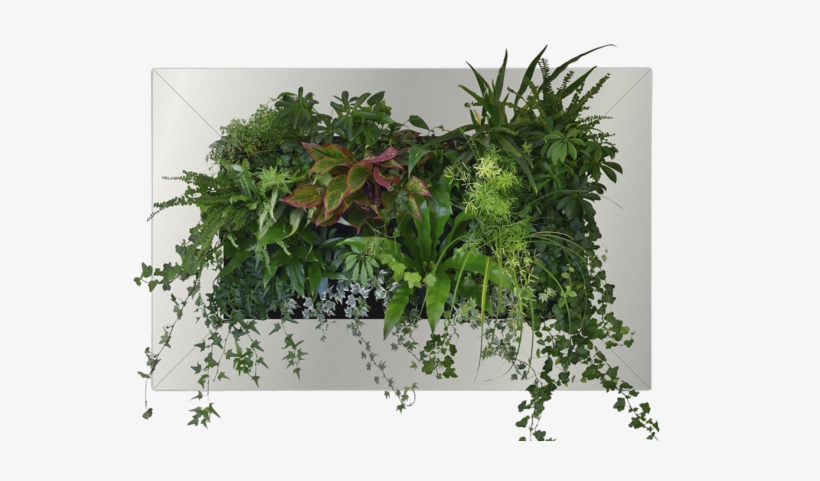 Front View Of A Fully Planted Ans Livingcanvas With - Plant Front View Png, transparent png #2833154