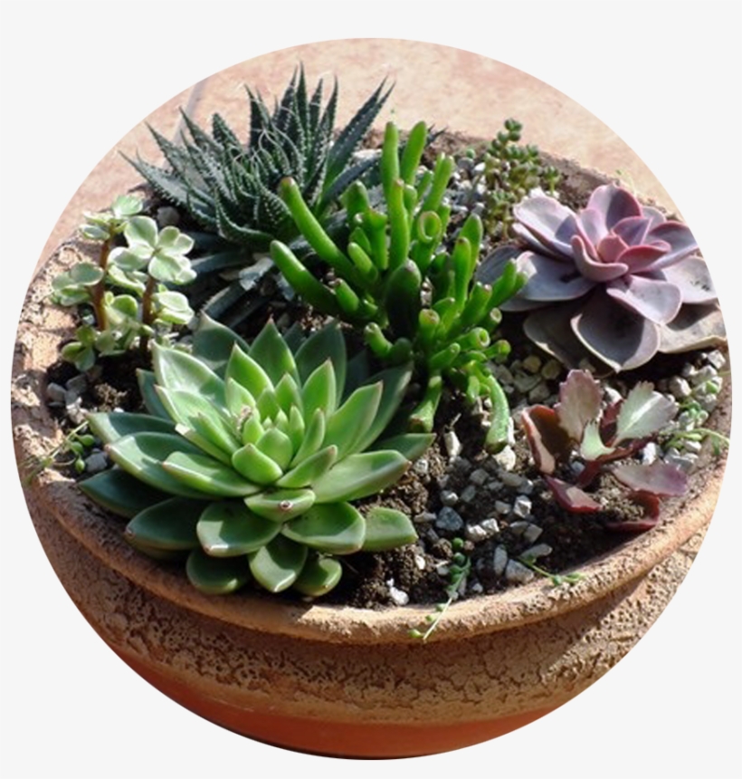 Plants, transparent png #2833239