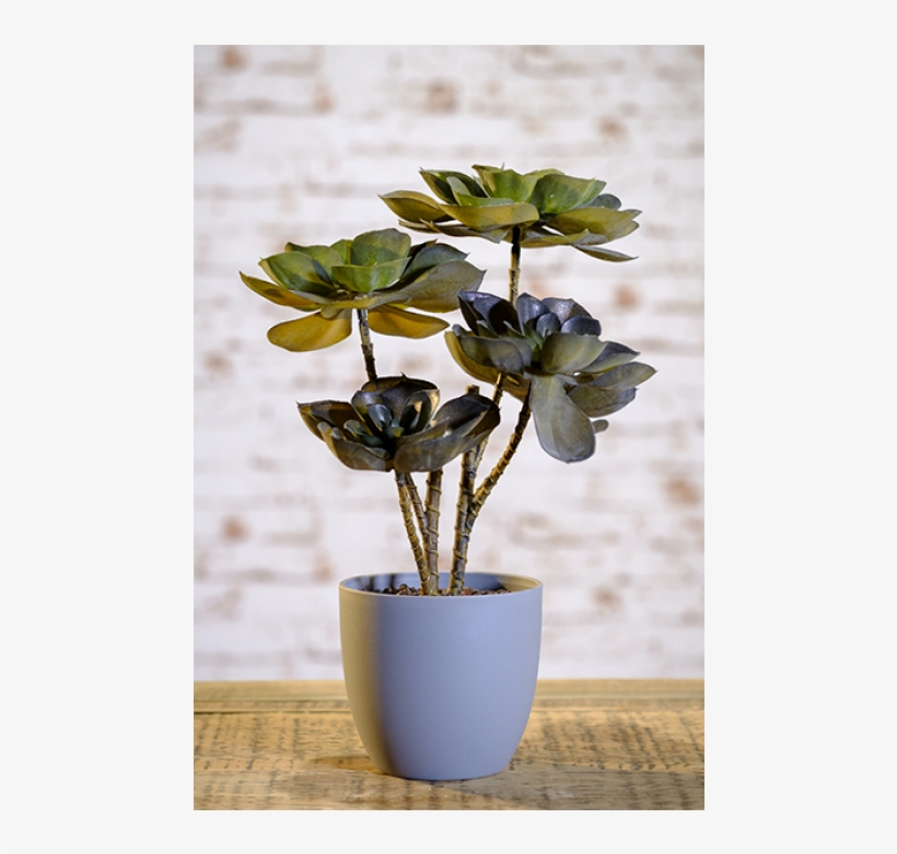 Dark Olive Green Echeveria Plant In Grey Ceramic Pot - Echeveria, transparent png #2833269