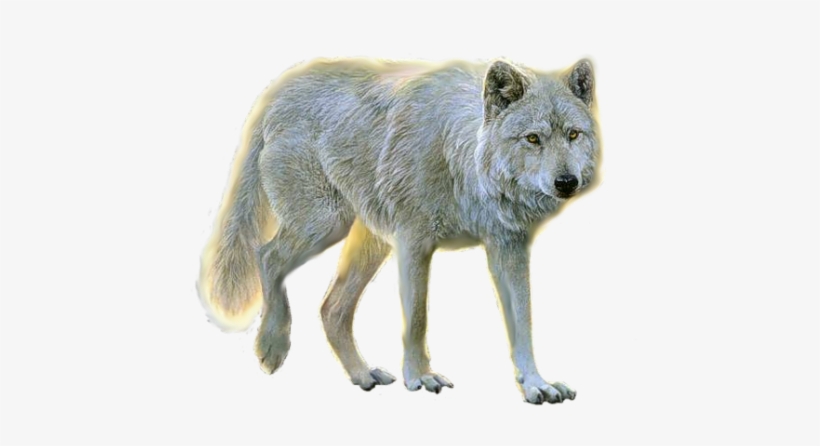 Wolf Ten - Png Animals, transparent png #2833276
