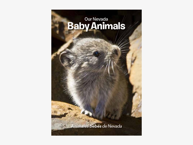 American Pika, transparent png #2833277
