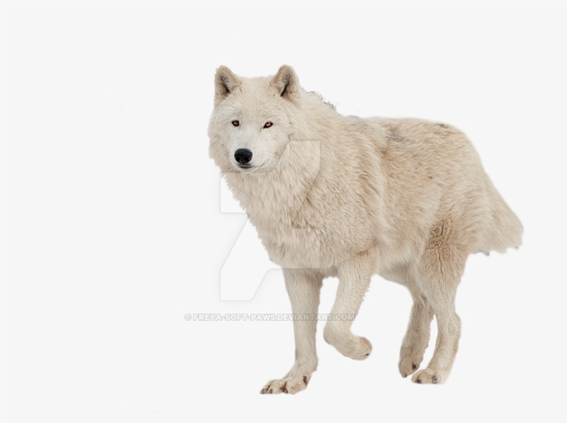 Image - Png Transparent Wolf Paw, transparent png #2833394
