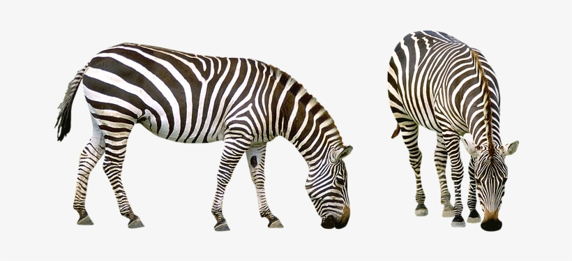 101 First Words: Animals [book], transparent png #2833586