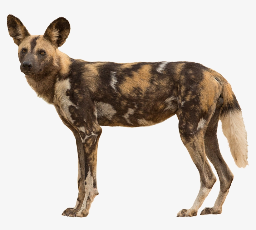 Tail - African Wild Dog Transparent, transparent png #2833711