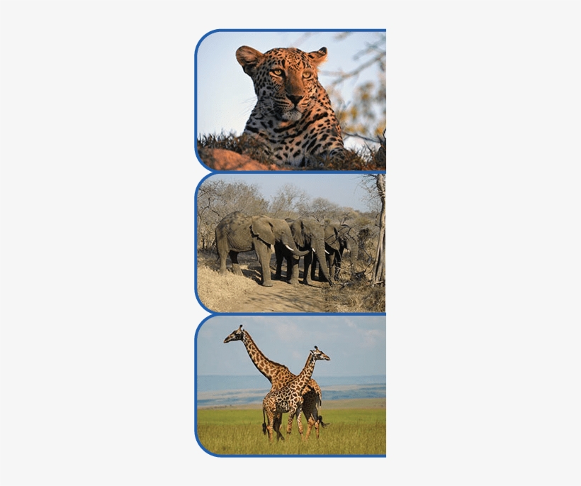 African Safaris And Beyond Animals - Giraffes, transparent png #2833779