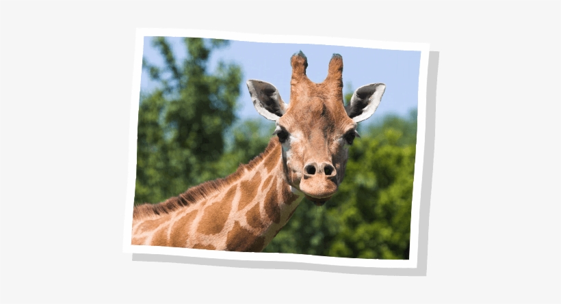 Our Animals - Antenas De Jirafa, transparent png #2833826