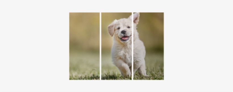 Active Golden Dog, transparent png #2834016